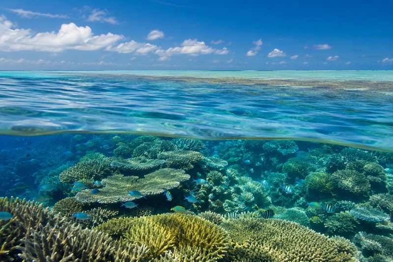 Great Barrier Reef beneath clear tropical water
