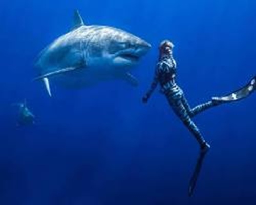 Great white shark underwater
